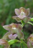 Epipactis helleborine. Цветки. Крым, окр. с. Перевальное, ур. Аян, лугово-степной склон. 22 июня 2014 г.