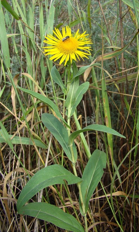 Изображение особи Inula britannica.