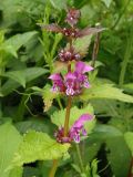 Lamium maculatum. Верхушка растения с цветками и бутонами. Украина, Львовская обл., Дрогобычский р-н, г. Трускавец, Помярки, возле дороги. 04.06.2014.