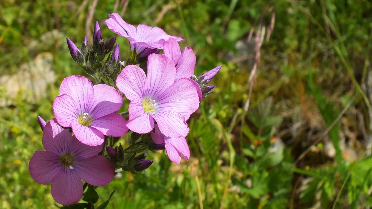 Изображение особи Linum hypericifolium.