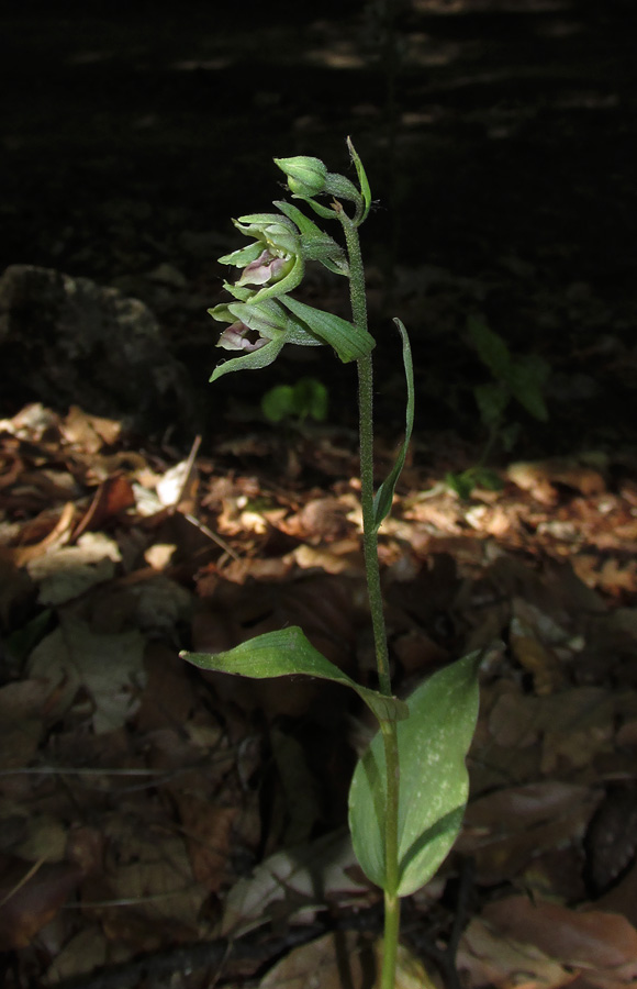 Изображение особи Epipactis krymmontana.