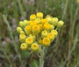 Helichrysum arenarium