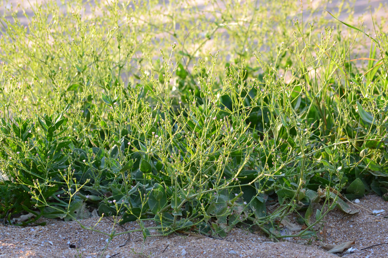 Image of Gypsophila perfoliata specimen.