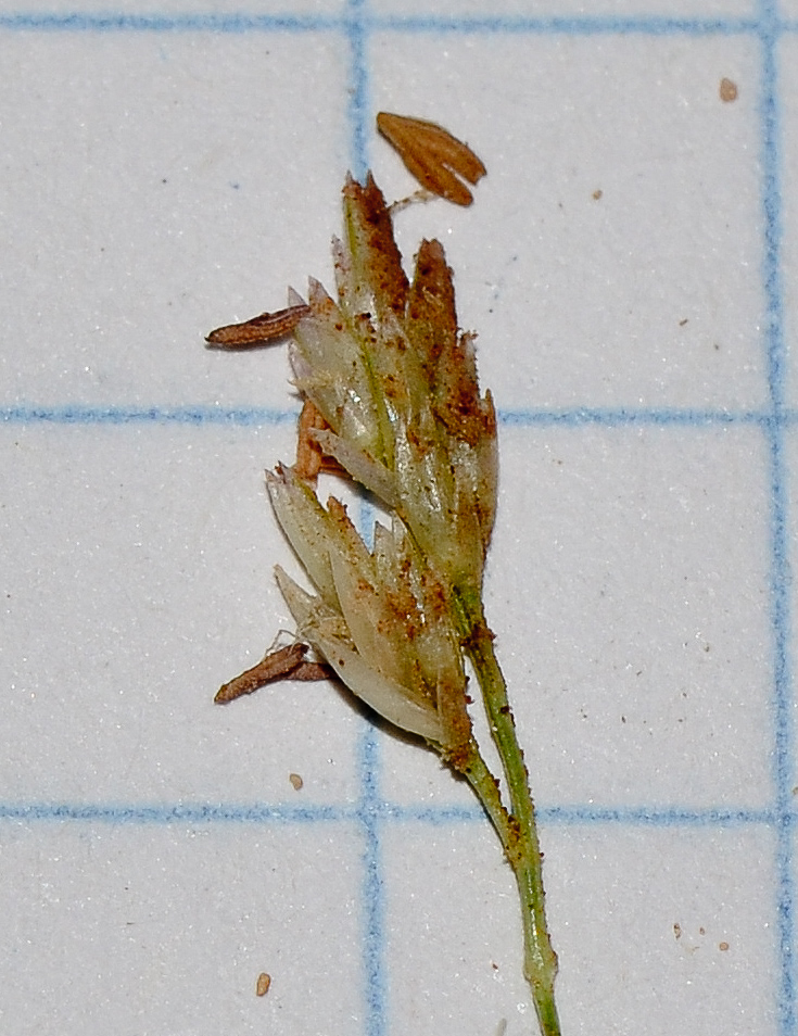 Image of Sporobolus pungens specimen.