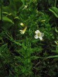 Gratiola officinalis. Верхушка цветущего растения. Нидерланды, провинция Noord-Holland, Amstelveen, ландшафтный парк Dr. Jac. P. Thijssepark. 28 июня 2009 г.