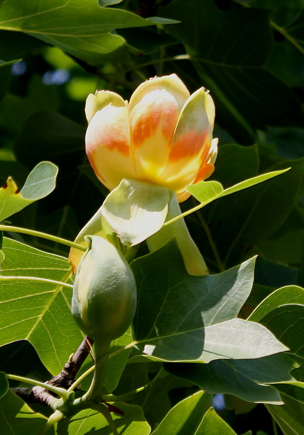 Изображение особи Liriodendron tulipifera.