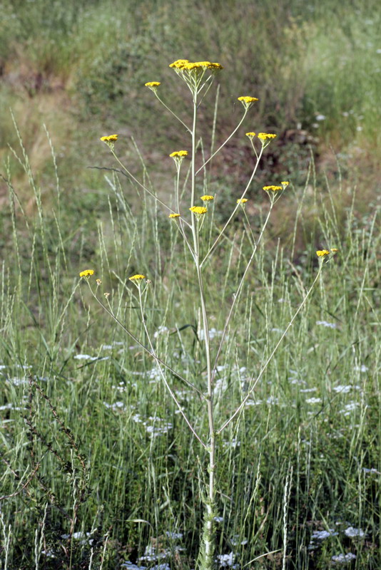 Image of Handelia trichophylla specimen.