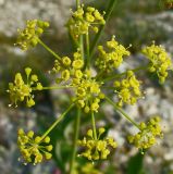 Peucedanum tauricum