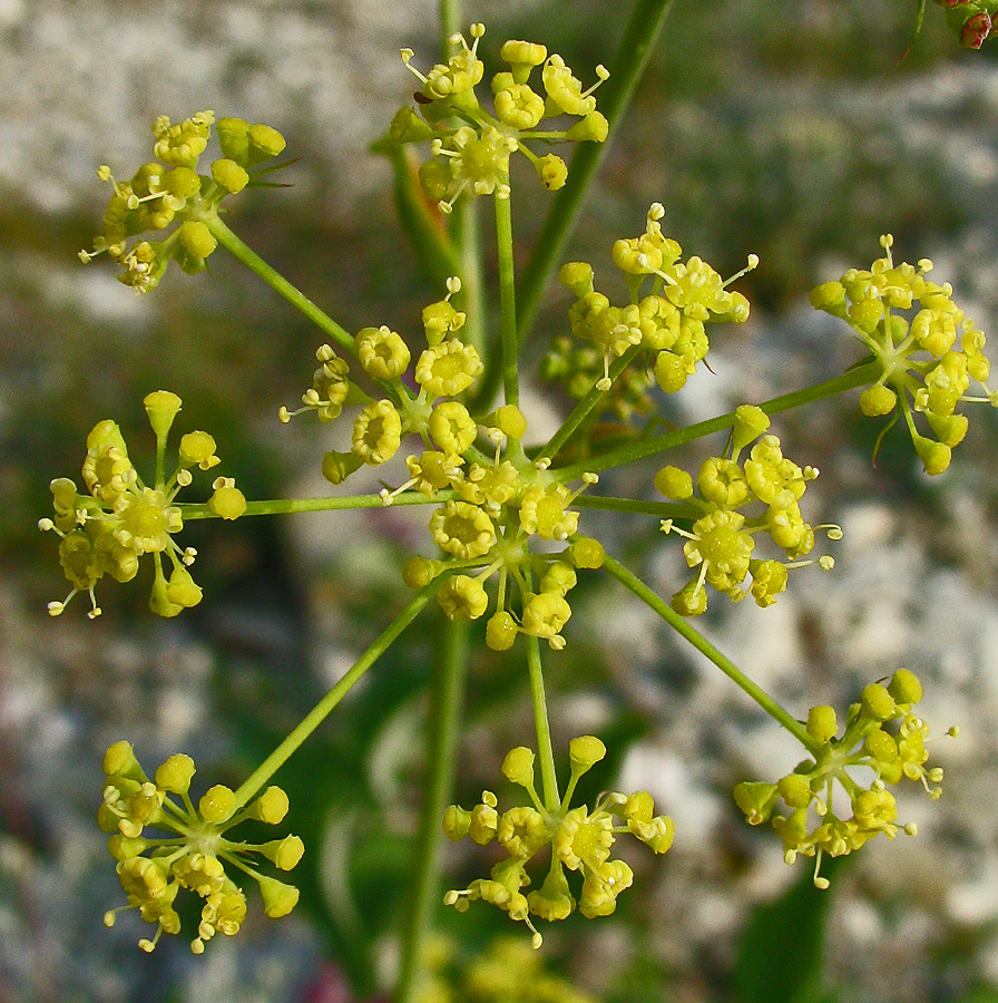 Изображение особи Peucedanum tauricum.