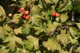 genus Crataegus