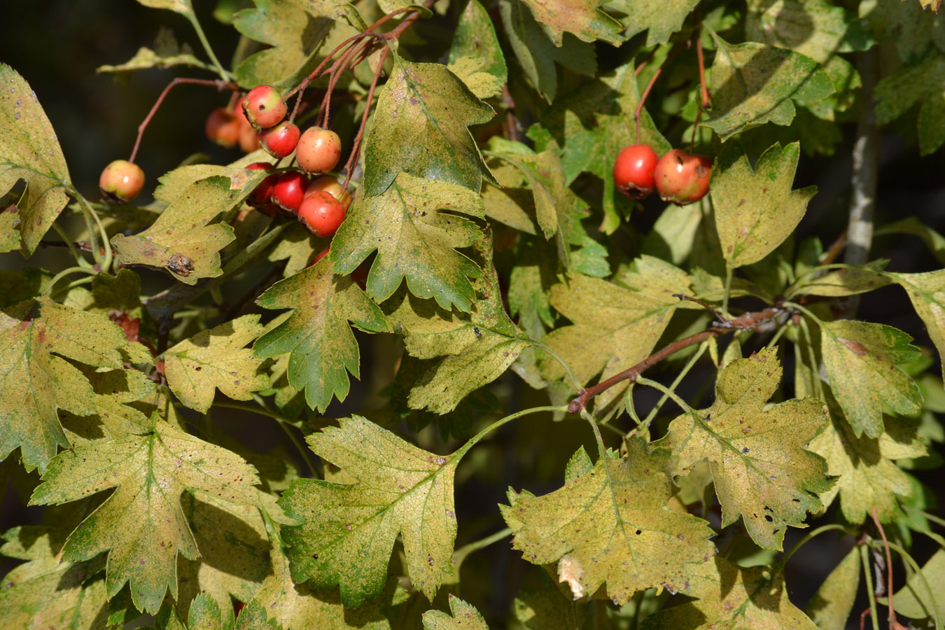 Изображение особи род Crataegus.