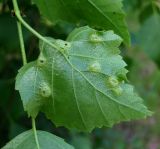 Betula pubescens