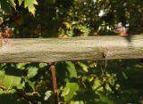 Salix latifolia. Часть скелетной ветви. Украина, г. Запорожье, в культуре. 12.10.2014.