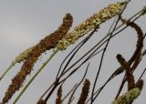 Sanguisorba canadensis. Соплодия. Германия, г. Крефельд, Ботанический сад. 06.09.2014.