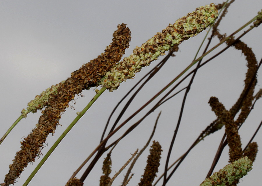 Изображение особи Sanguisorba canadensis.