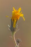 genus Picris
