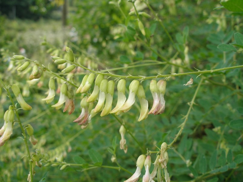 Image of Astragalus membranaceus specimen.