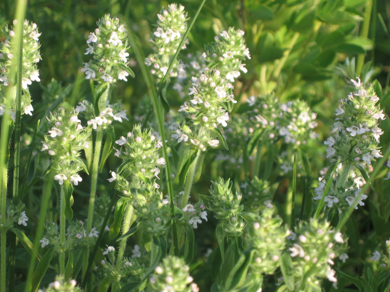 Изображение особи Thymus marschallianus.
