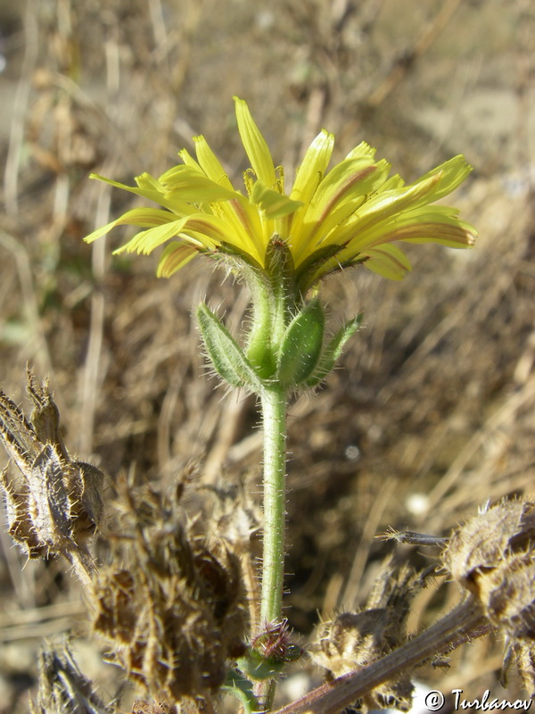 Image of Helminthotheca echioides specimen.