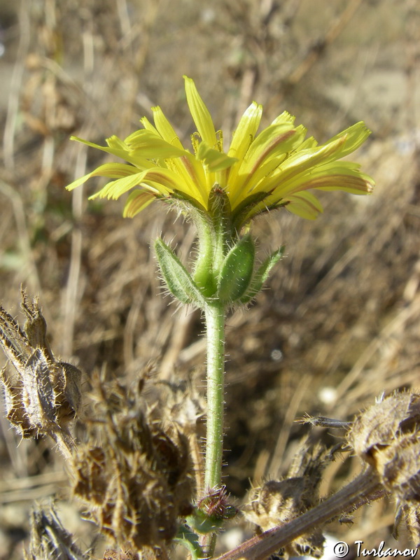 Изображение особи Helminthotheca echioides.