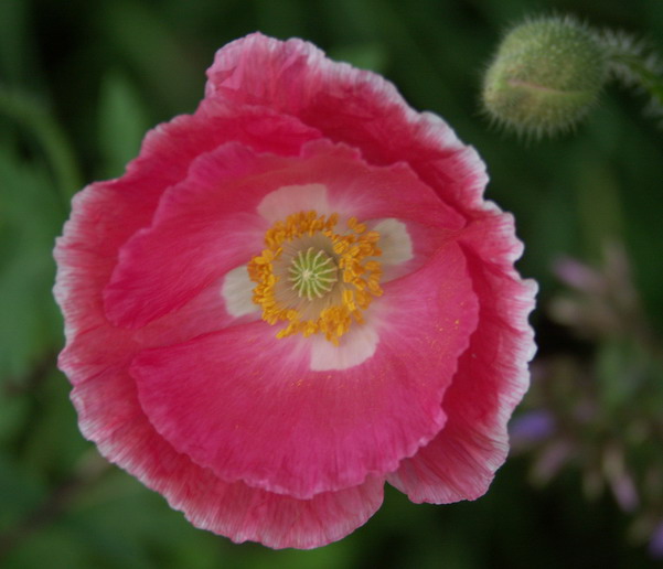 Image of Papaver rhoeas specimen.