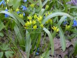 Gagea lutea. Цветущее растение. Балка, Днепропетровская обл., 05.04.2008.