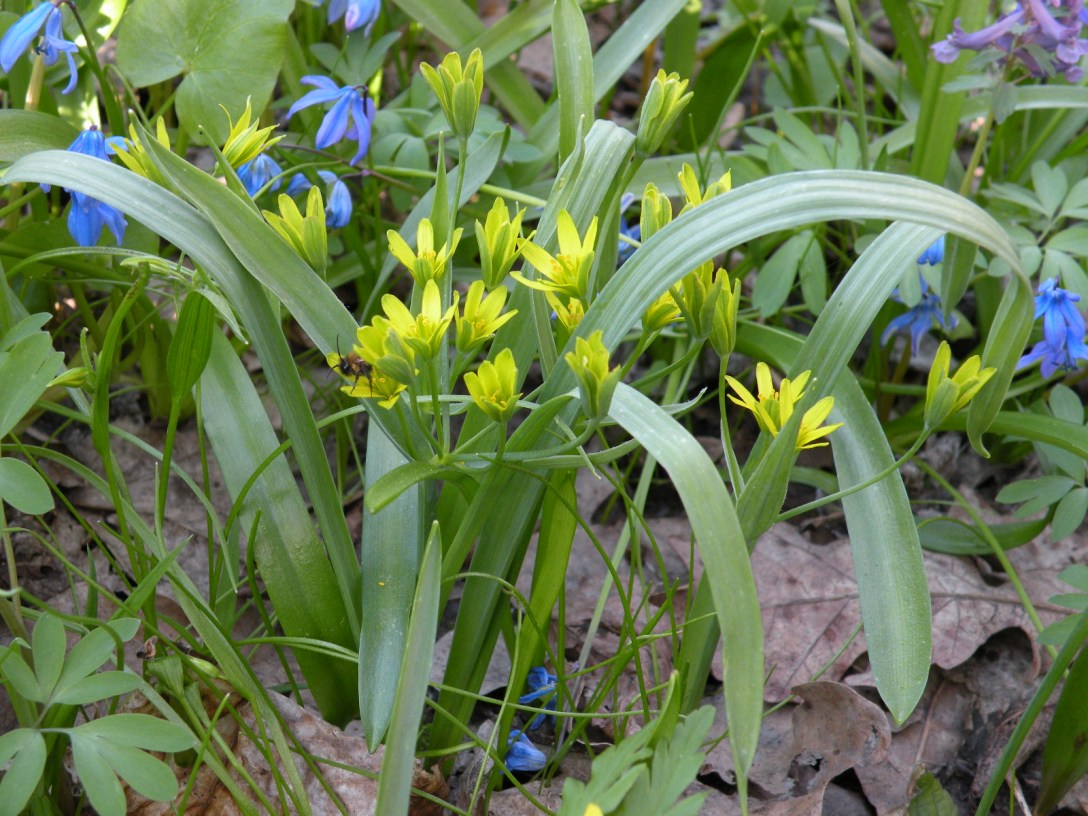 Image of Gagea lutea specimen.