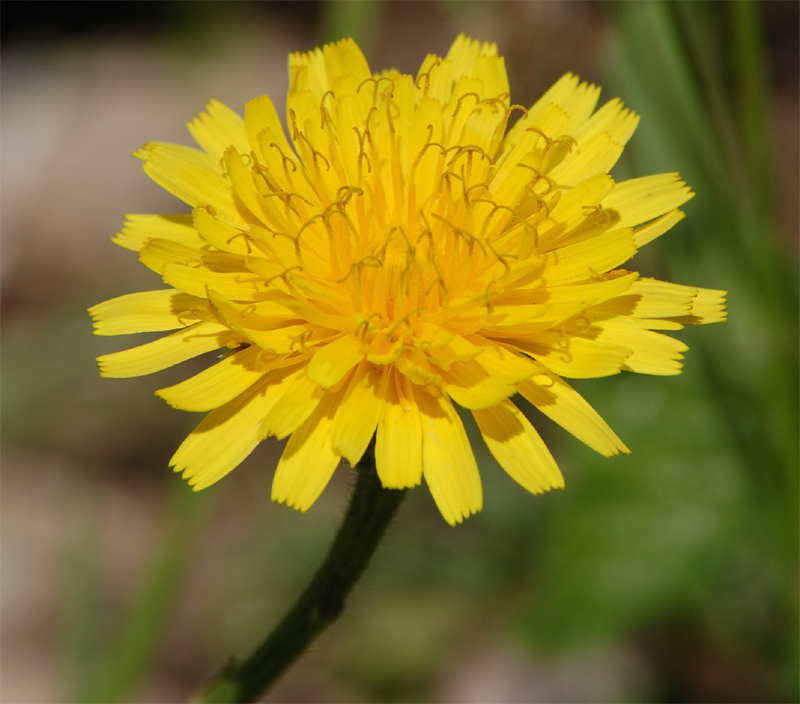 Image of Crepis sibirica specimen.