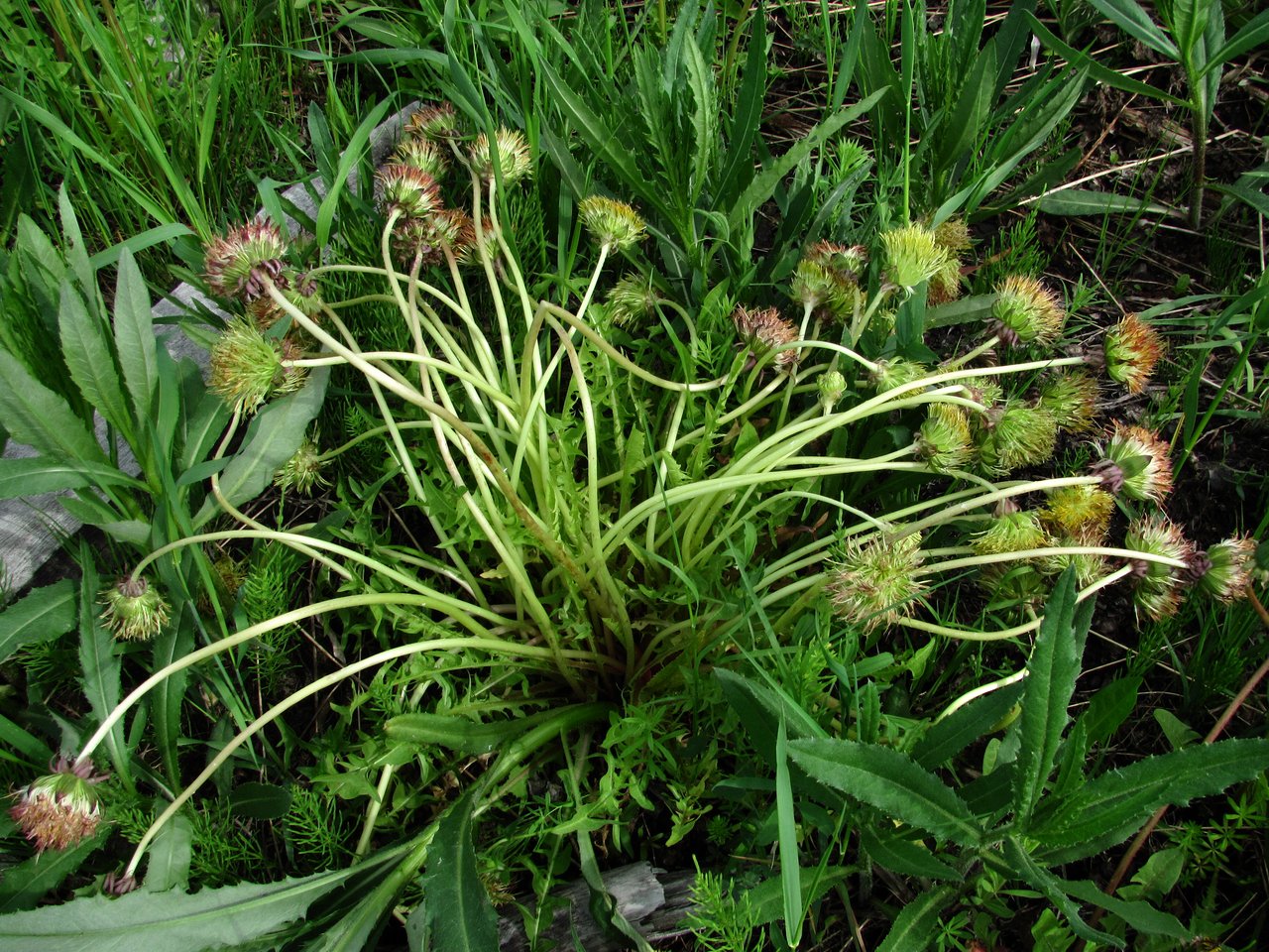 Изображение особи Taraxacum officinale.