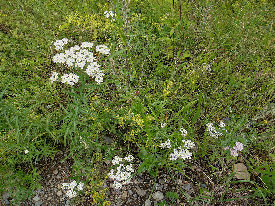 Image of Achillea alpina specimen.