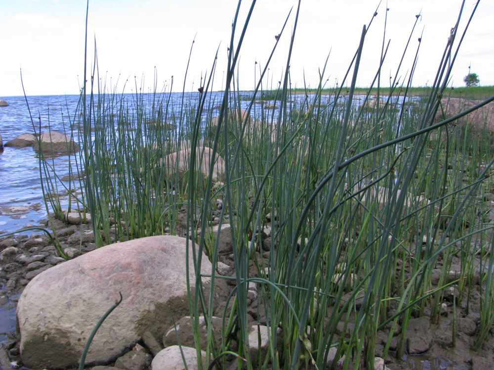 Image of genus Schoenoplectus specimen.