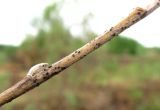 Salix gmelinii