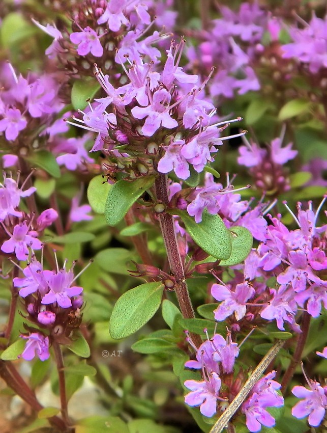 Image of Thymus hirticaulis specimen.