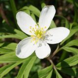 Anemone caerulea