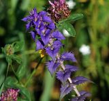 Melampyrum nemorosum. Верхушка растения с ярко окрашенными прицветными листьями. Московская обл., Раменский р-н, окр. ж.-д. платформы Хрипань, просека под ЛЭП. 01.07.2015.