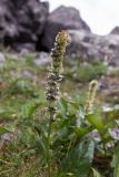 Lagotis uralensis. Верхушка растения с соплодием. Свердловская обл., Карпинский городской округ, гора Серебрянский Камень, зона горной тундры на выс. 1000-1100 м н.у.м. 18.07.2015.