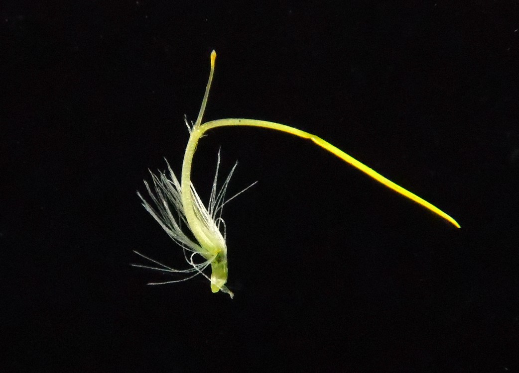 Image of Tussilago farfara specimen.