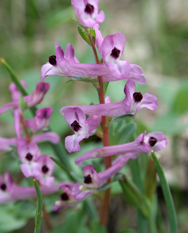 Image of Corydalis paczoskii specimen.