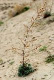 Artemisia scoparia