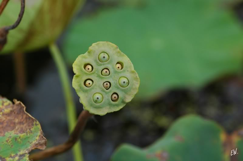 Image of Nelumbo nucifera specimen.