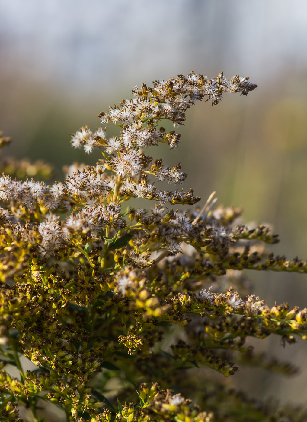 Image of Solidago canadensis specimen.