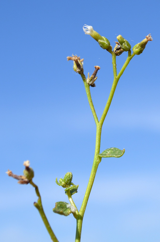 Изображение особи Heliotropium dasycarpum.