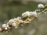 Cuscuta approximata