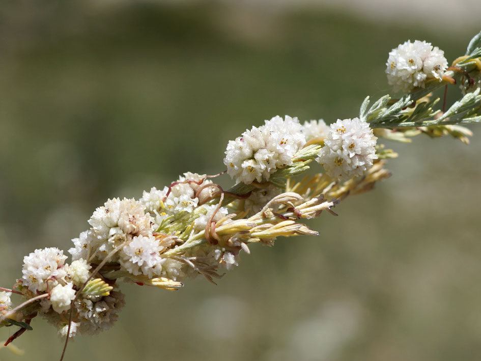 Изображение особи Cuscuta approximata.