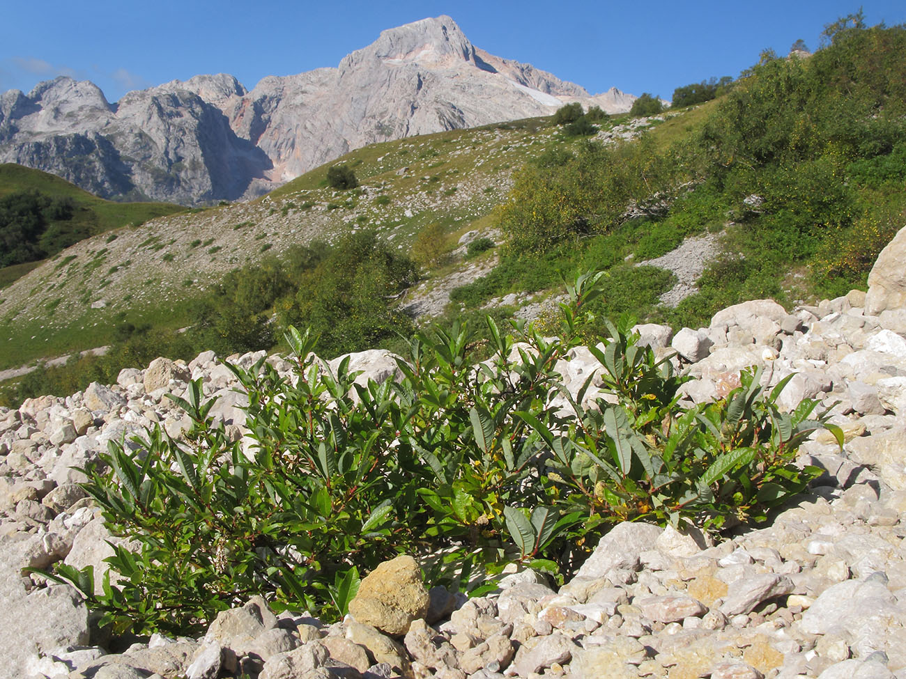 Image of Salix caucasica specimen.