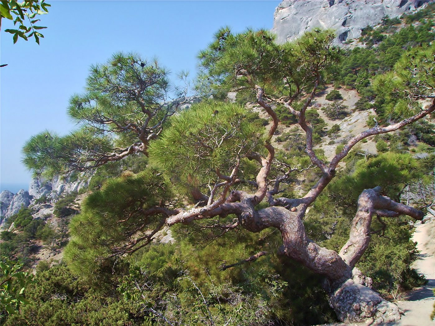 Image of Pinus pityusa specimen.