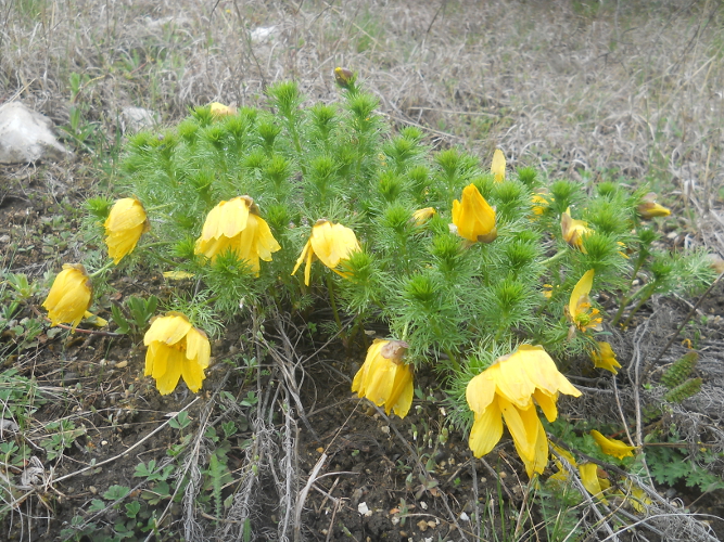 Image of Adonis vernalis specimen.