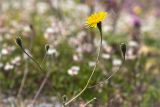 Scorzoneroides autumnalis