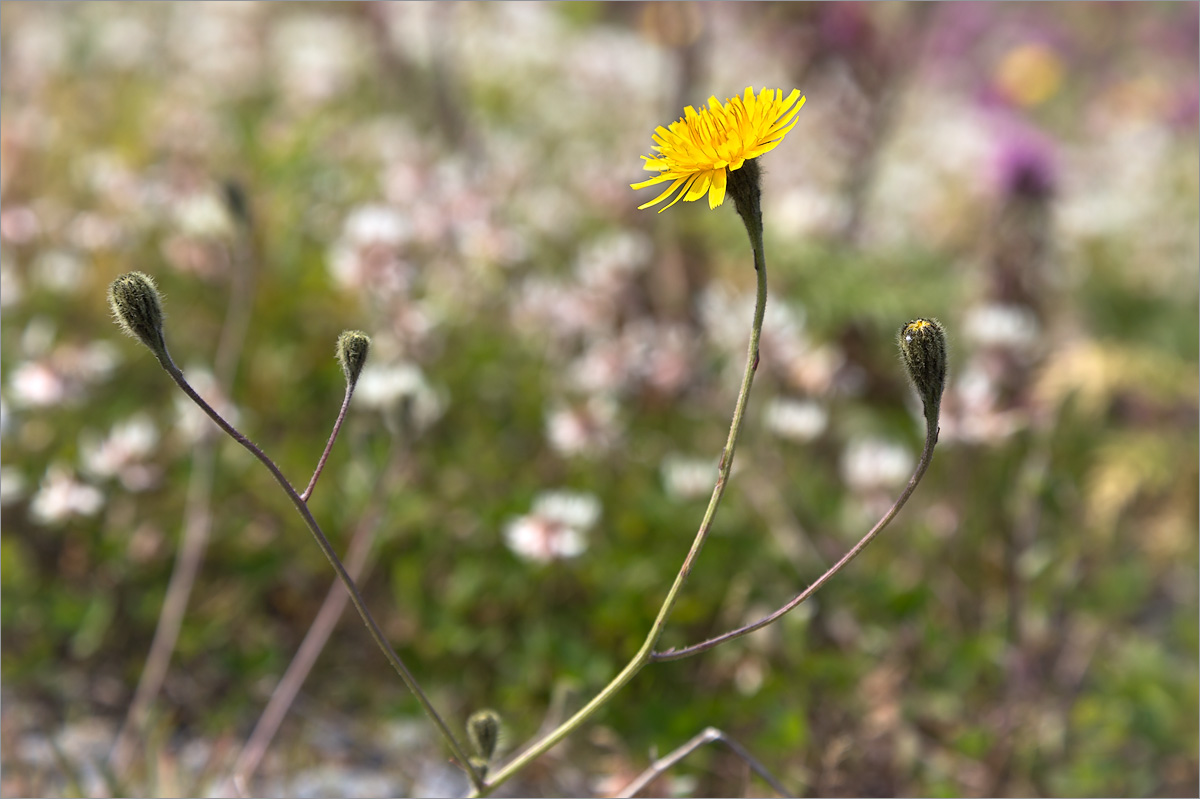 Image of Scorzoneroides autumnalis specimen.