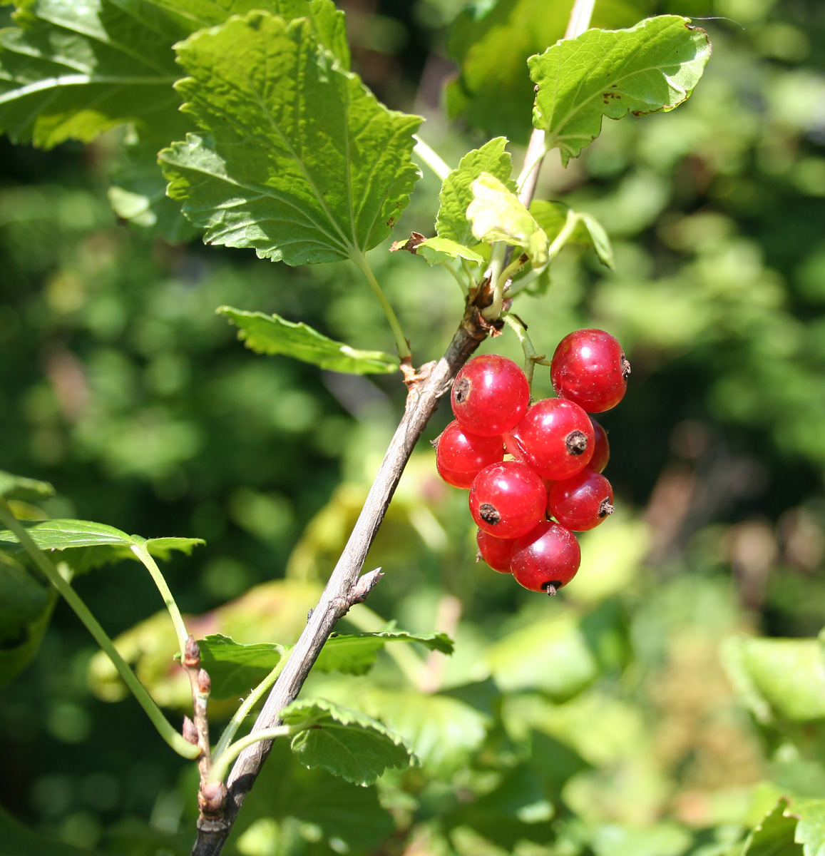 Image of Ribes atropurpureum specimen.